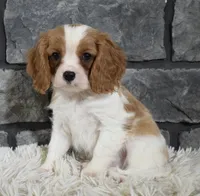 Rocco , a male Cavalier King Charles Spaniel for sale in Berlin, OH – Photo 3 of 8