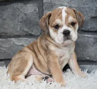 Trixie, a female English Bulldog and Beagle for sale in Berlin, OH – 2 of 5
