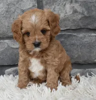 Miles, a female Cavapoo for sale in Berlin, OH – 5 of 8