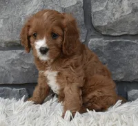 Macy, a female Cavapoo for sale in Berlin, OH – 3 of 7