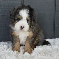 Jax, a male Miniature Bernedoodle for sale in Berlin, OH – 2 of 7