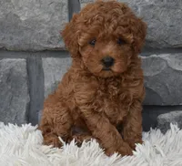 Cash , a male Poodle - Toy  for sale in Berlin, OH – 4 of 9