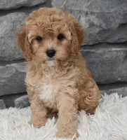 Maggie , a female Cavapoo for sale in Berlin, OH – 4 of 5