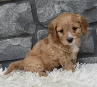 Ranger , a male Cavapoo for sale in Berlin, OH – 8 of 8