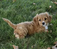 Ranger , a male Cavapoo for sale in Berlin, OH – 2 of 8