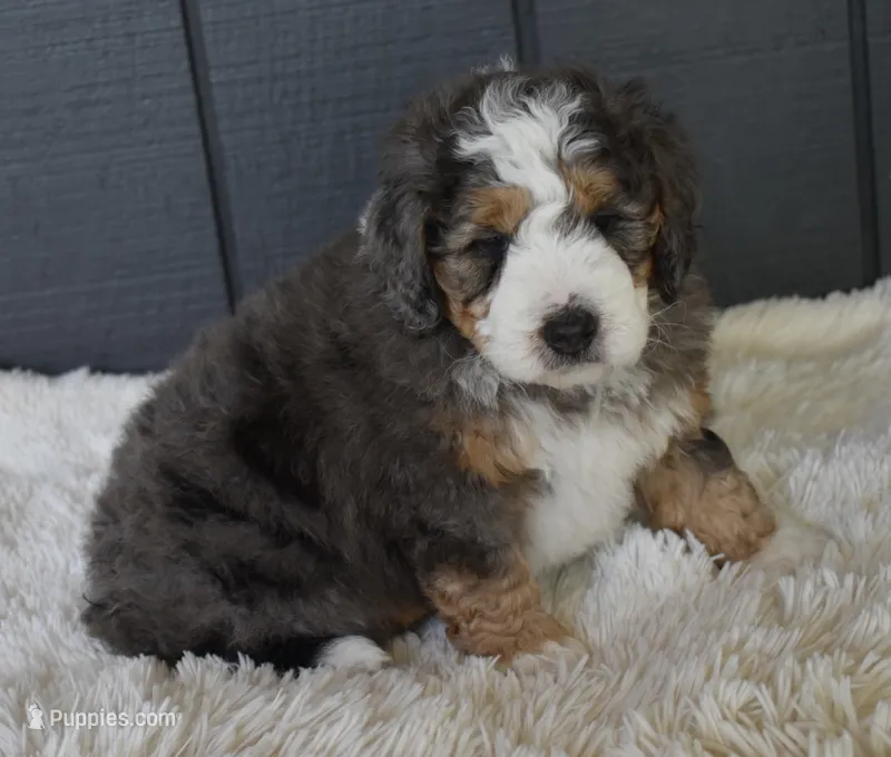 Jett – Miniature Bernedoodle puppy for sale in Berlin, OH