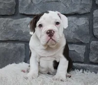 Tater, a male English Bulldog and Beagle for sale in Berlin, OH – 4 of 4