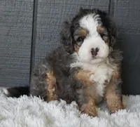 Jax, a male Miniature Bernedoodle for sale in Berlin, OH – 3 of 7