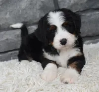Cinnamon , a female Miniature Bernedoodle for sale in Berlin, OH – 7 of 10