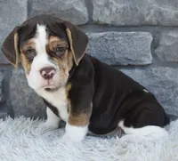 Biscuit , a female English Bulldog and Beagle for sale in Berlin, OH – 3 of 3