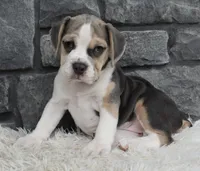 Tessa, a male English Bulldog and Beagle for sale in Berlin, OH – 6 of 7