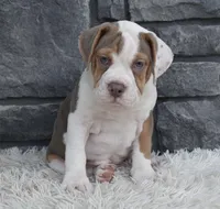 Tank, a male English Bulldog and Beagle for sale in Berlin, OH – 6 of 6