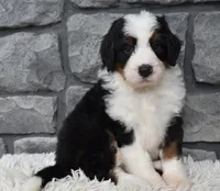 Cuddles, a male Miniature Bernedoodle for sale in Berlin, OH – 4 of 6