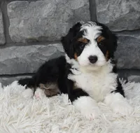  Cookie , a female Miniature Bernedoodle for sale in Berlin, OH – 3 of 8