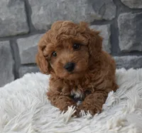 Cuddles, a male Poodle - Toy  for sale in Berlin, OH – 2 of 7