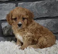 Sammy, a male Cavapoo for sale in Berlin, OH – Photo 3 of 7