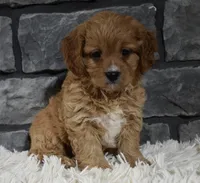 Sammy, a male Cavapoo for sale in Berlin, OH – Photo 5 of 7