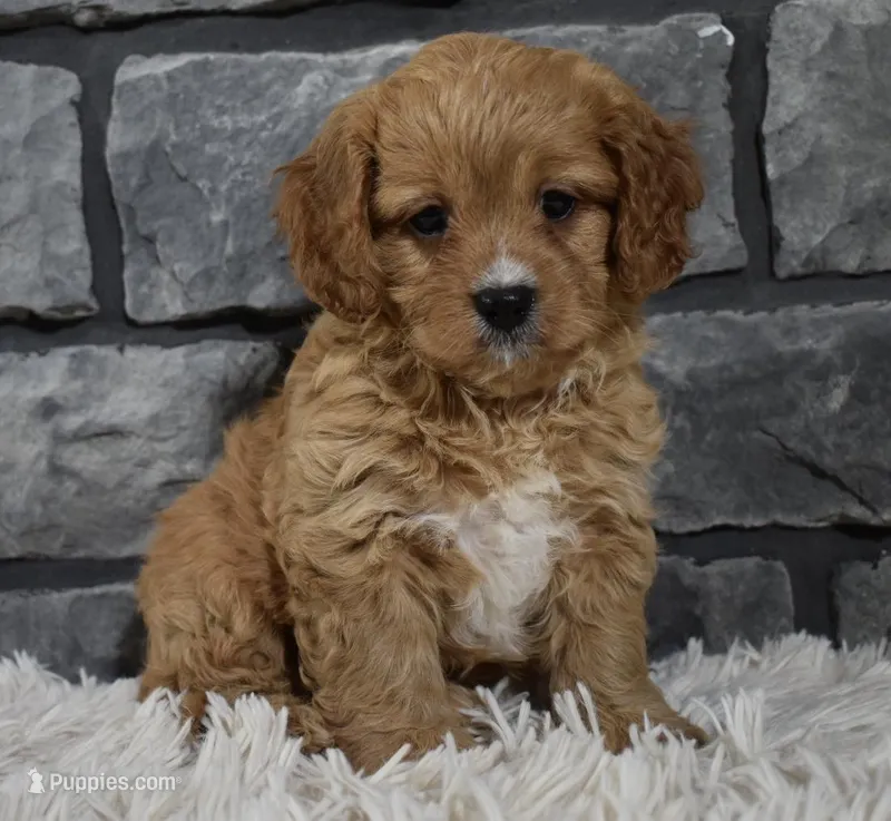 Sammy – Cavapoo puppy for sale in Berlin, OH