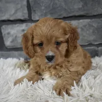 Sammy, a male Cavapoo for sale in Berlin, OH – Photo 2 of 7