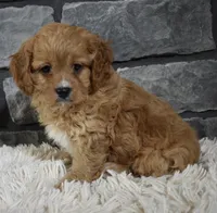 Sammy, a male Cavapoo for sale in Berlin, OH – Photo 6 of 7