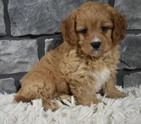 Sammy, a male Cavapoo for sale in Berlin, OH – Photo 7 of 7
