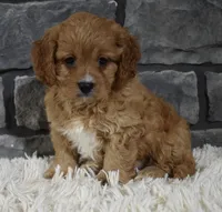 Sammy, a male Cavapoo for sale in Berlin, OH – Photo 4 of 7