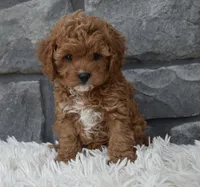 River, a female Cavapoo for sale in Berlin, OH – 6 of 7