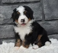Cash , a male Miniature Bernedoodle for sale in Berlin, OH – 5 of 6