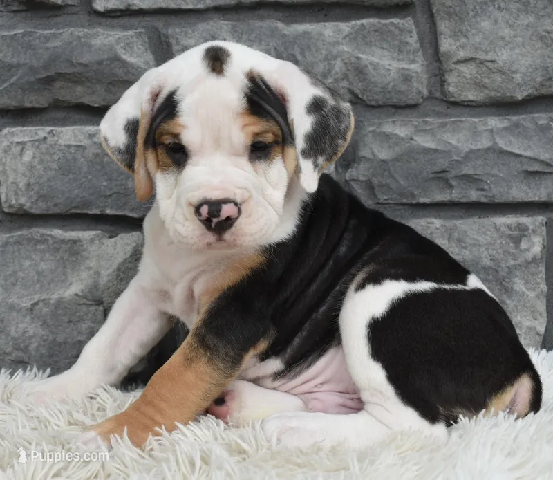 Tucker – English Bulldog, Beagle puppy for sale in Berlin, OH
