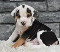 Tucker, a male English Bulldog and Beagle for sale in Berlin, OH – 1 of 5