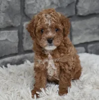 Callie , a female Poodle - Toy  for sale in Berlin, OH – Photo 3 of 7
