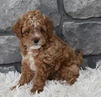 Callie , a female Poodle - Toy  for sale in Berlin, OH – Photo 6 of 7