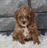 Callie , a female Poodle - Toy  for sale in Berlin, OH – Photo 4 of 7