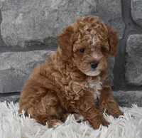 Callie , a female Poodle - Toy  for sale in Berlin, OH – Photo 7 of 7