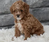 Callie , a female Poodle - Toy  for sale in Berlin, OH – Photo 2 of 7