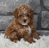 Callie , a female Poodle - Toy  for sale in Berlin, OH – Photo 5 of 7