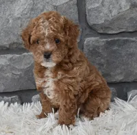 Callie , a female Poodle - Toy  for sale in Berlin, OH – Photo 1 of 7