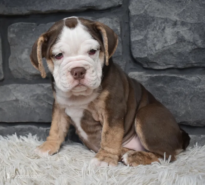 Tessa – English Bulldog, Beagle puppy for sale in Berlin, OH