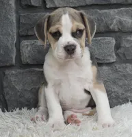 Tessa, a male English Bulldog and Beagle for sale in Berlin, OH – 5 of 7