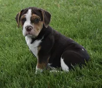 Biscuit , a female English Bulldog and Beagle for sale in Berlin, OH – 2 of 6