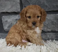 processed/48332f2b-090e-4a3d-8e6f-022c27ce812d/listing/a5834856-6001-49cd-99e8-7ae98dc5e35f/0ea087af-8aa8-4ba2-a2a5-20c2ea83c46e