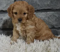 processed/48332f2b-090e-4a3d-8e6f-022c27ce812d/listing/a5834856-6001-49cd-99e8-7ae98dc5e35f/c5ffdaf6-342d-4969-914d-e1dc9ae28283