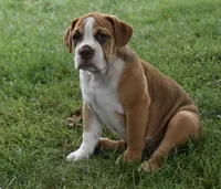 Bella , a female English Bulldog and Beagle for sale in Berlin, OH – 5 of 5