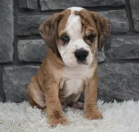 Toby, a male English Bulldog and Beagle for sale in Berlin, OH – 3 of 4
