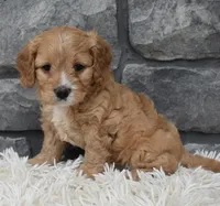 Ranger , a male Cavapoo for sale in Berlin, OH – 7 of 8