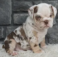 Turbo, a male English Bulldog and Beagle for sale in Berlin, OH – 2 of 6