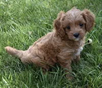 Lily, a female Cavapoo for sale in Berlin, OH – 4 of 9