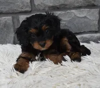Roxy, a female Cavapoo for sale in Berlin, OH – 4 of 8