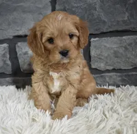 processed/48332f2b-090e-4a3d-8e6f-022c27ce812d/listing/a673728c-41bb-4e83-be8c-44006c58c999/77ababe8-e288-479d-8645-5adfe957f4b4