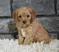 processed/48332f2b-090e-4a3d-8e6f-022c27ce812d/listing/a673728c-41bb-4e83-be8c-44006c58c999/8a0d5545-79be-426f-a5d6-33caad313a83